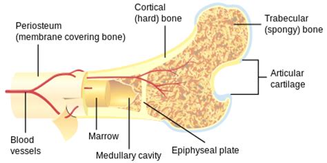 Study this image showing the main bones of the body, then test your knowledge with our unlabeled. Haversian canal - Wikiwand