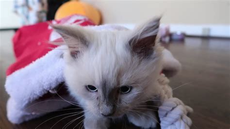 Ragdoll Cat Christmas Surprise Youtube