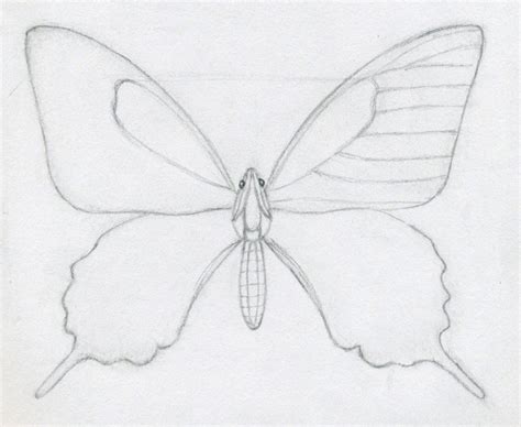 How To Draw A Butterfly ~ Mulberry