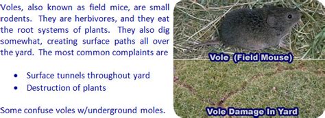 How To Get Rid Of Voles In The Yard Garden Or House Field Mouse
