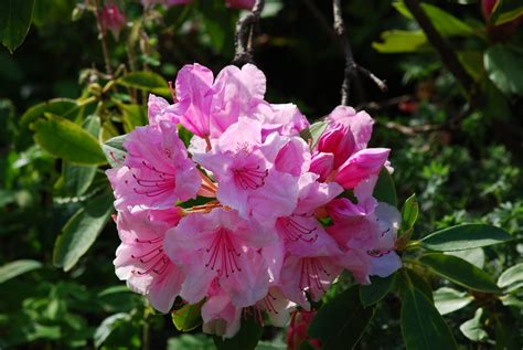 Pink Beautiful Pink Rhododendron In Our Garden Mike Halliwell