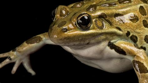 Northern Leopard Frog National Geographic