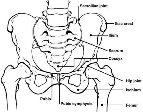 Keep in mind that the abdominal muscles. Pelvic bones | Diagram | Patient
