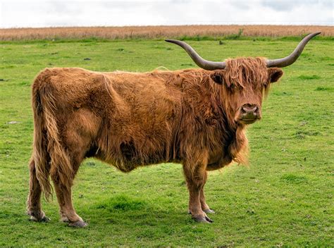 Highland Cattle Millers Of Speyside
