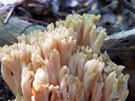 Maryland Biodiversity Project Yellow Tipped Coral Fungus Ramaria