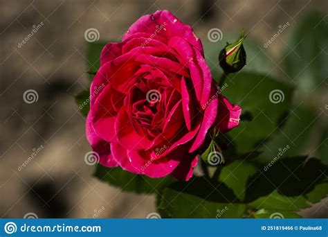 A Pink Rose In Full Bloom Stock Photo Image Of Rose 251819466