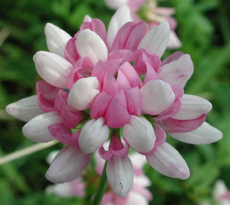 Crown Vetch Coronilla Varia 02 Wild Flowers Of Sleepy Hollow Lake