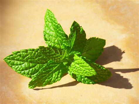 Free Images Leaf Flower Green Herb Produce Fresh Mint Leaves