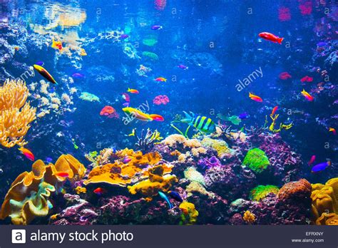 Underwater Life Coral Reef Fish Colorful Plants In