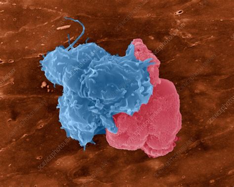 Blood Monocyte Sem Stock Image C0319754 Science Photo Library