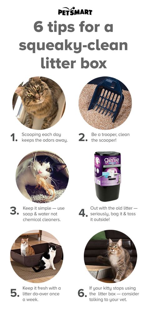 How To Clean A Cats Litter Box Petsmart Litter Box Cat Training