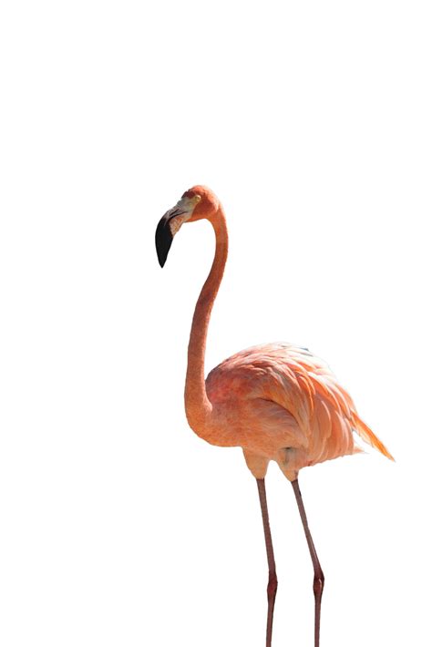 Flamingos No Background Png Png Play
