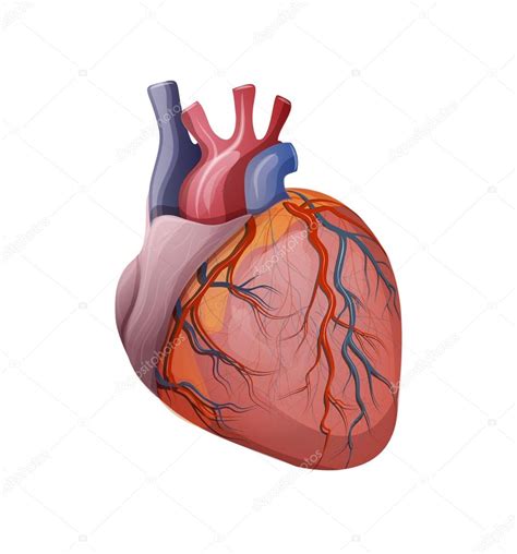 Anatomía Del Corazón Vector Gráfico Vectorial © Artemida Psy Imagen
