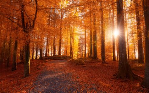 Morning Forest Sunlight Path Trees Fall Leaves