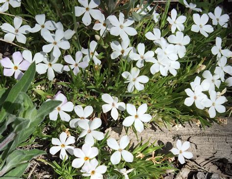 Alpine Phlox Colorados Wildflowers
