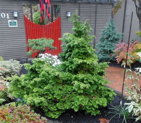 Pacific Northwest Dwarf Trees For Landscaping — Randolph Indoor And