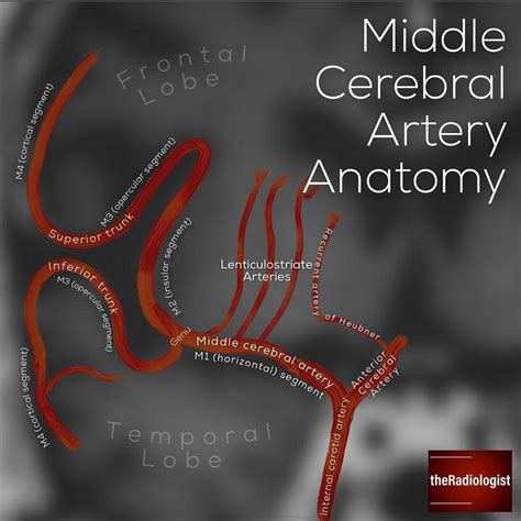 Read On For More About The Anatomy Of The Middle Cerebral Artery
