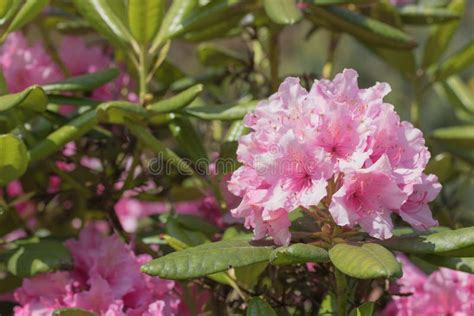 Rhododendron Pink Flower Stock Photo Image Of Mist Summer 55215450