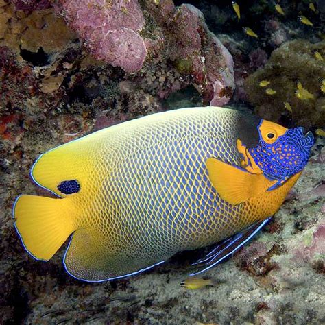 Blueface Angelfish Pomacanthus Xanthometopon The Reef Experience