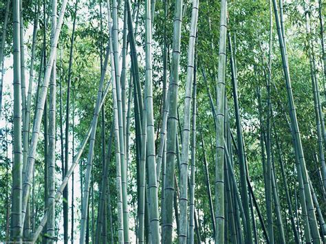 Wallpaper Bamboo Forest New Hd Wallon