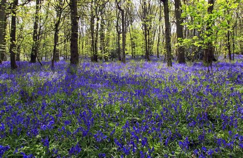 Bluebell Wood Northamptonshire Bluebells Natural Landmarks Nature