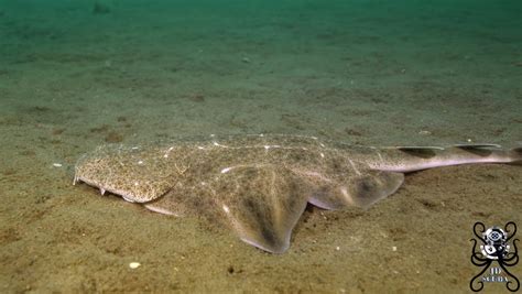 Critically Endangered Angel Shark Filmed Off Wales Coast Climate