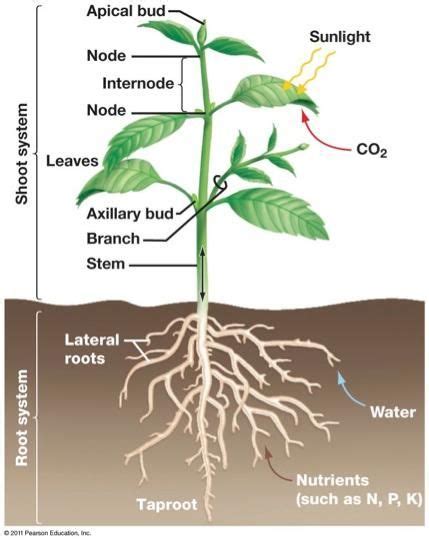 Root And Shoot System In Plants