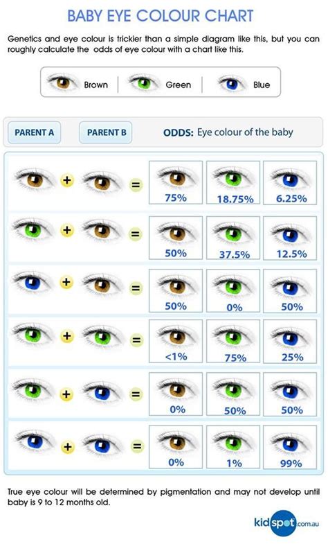 Neat Eye Color Prediction Chart Augen Farbe Augenfarbe Augenfarbe