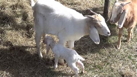 Its A Boy First Baby Goat Born On The Homestead Youtube
