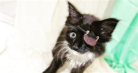 Scar The Kitten With The Cat Eye Patch Is Taking Instagram By Storm