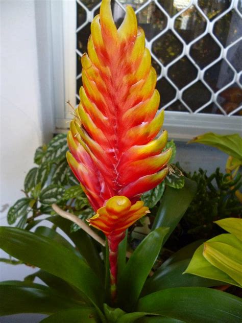 Photography With Dr Ernie Vriesea Splendens Flaming Sword Bromeliad