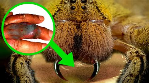 10 Most Dangerous Spiders In The World Youtube Otosection