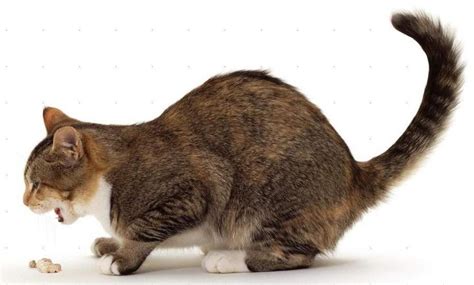 Kucing muntah bikin gak tega lihatnya! 15 Penyebab dan Cara Mengobati Kucing Muntah yang Terbukti ...