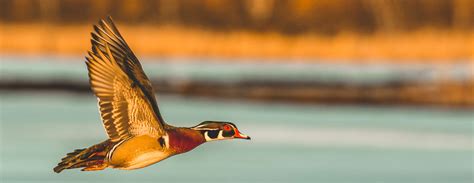 Wood Duck A Waterfowl Species Profile By Endless Migration