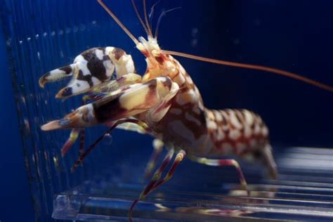 Pistol Shrimp Facts On The Fascinating Pistol Shrimp Hubpages