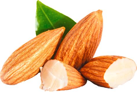 Almond Png Clipart Png Mart