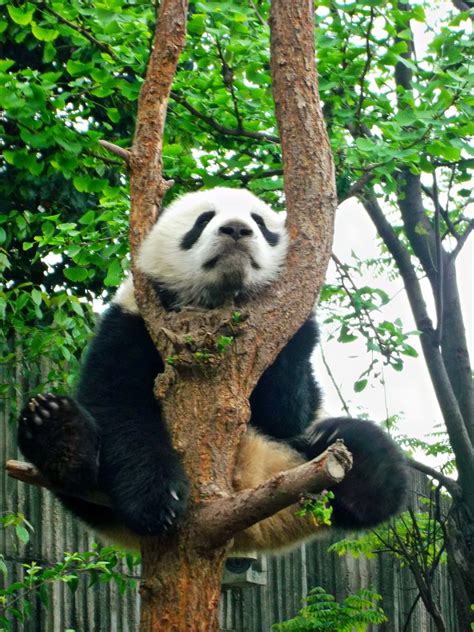 The Chengdu Research Base Of Giant Panda Breeding Utravelshare On The