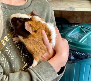 Guinea Pigs For Adoption Ashtead Pet Boarding Guinea Pig Rescue