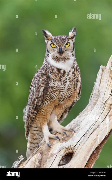 Great Horned Owl Bubo Virginianus Stock Photo Alamy