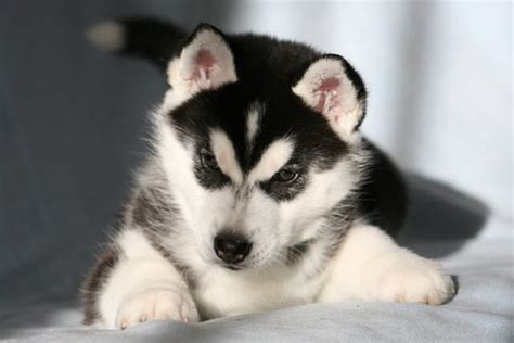 40 Cute Siberian Husky Puppies Pictures Tail And Fur