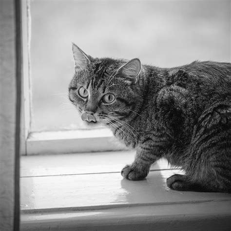 Canon R6 Is The Best Cat Camera Cats Of My Little Trip Canon Eos R