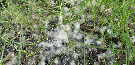 White Cotton Like Fungus On Lawn