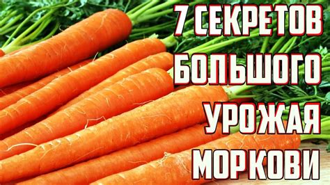 Секреты выращивания крупной здоровой моркови Важные советы по уходу