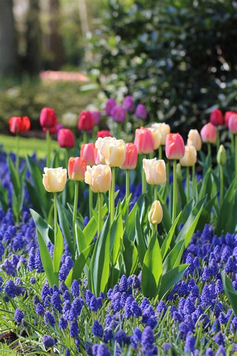 6 Tips For Planning A Beautiful Spring Bulb Garden