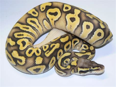 Kmhv), also known as the civilian aerospace test center, is in mojave, california, at an elevation of 2,801 feet (854 m). Mojave Super Pastel - Morph List - World of Ball Pythons