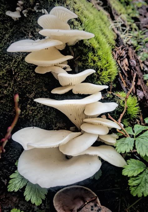 Angel Wings Found In Ford Pinchot Mushrooms Fungi Nature