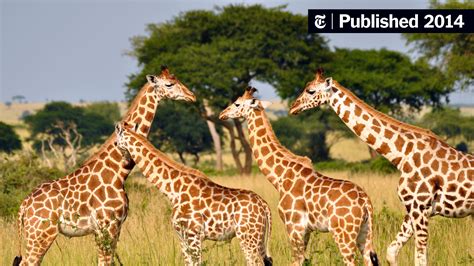 Our Understanding Of Giraffes Does Not Measure Up The New York Times