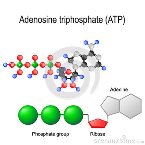 Fórmula Estructural Del ATP Del Trifosfato De Adenosina Ilustración del
