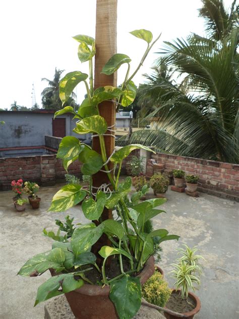 It is among one of the few plants that can be grown in pure water money plant is also known by different names such as golden pothos, devil's ivy, silver vine, solomon islands ivy, devil's vine, ivy arum, taro vine. Growing Pothos (Money Plant) in a Decorative Way | Dengarden