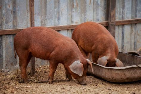 Duroc Pig Is This Hardy And Fast Growing Pig Right For You In 2021